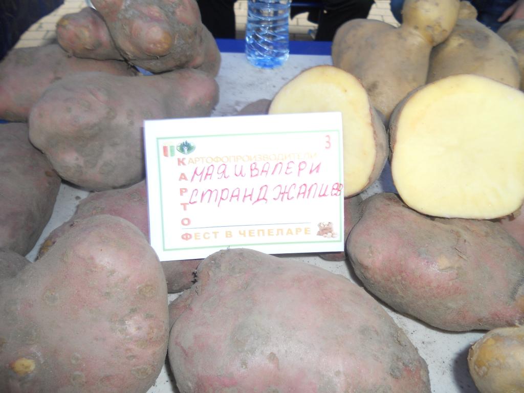 Община Чепеларе - Новини - Картоф фестът в Чепеларе събра на едно място ...